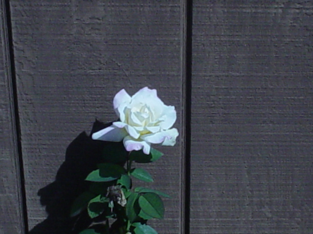 years of trying to get a rose to grow...
this one finally came up 2 mo after Sharon Lee left us