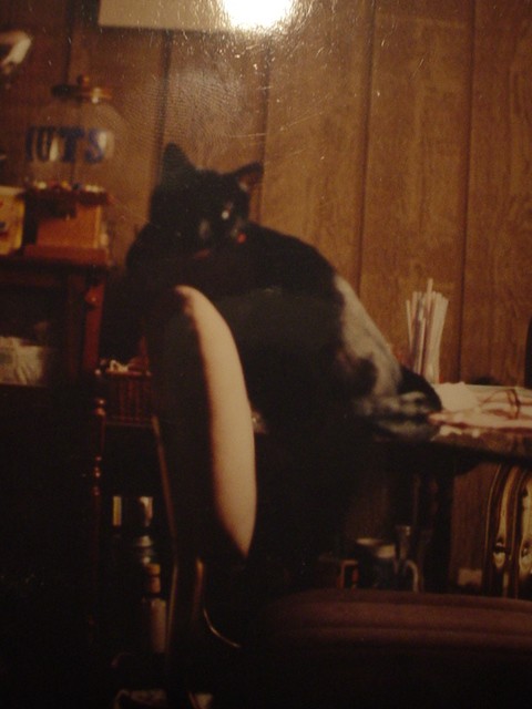 Satcmo sittin on the table